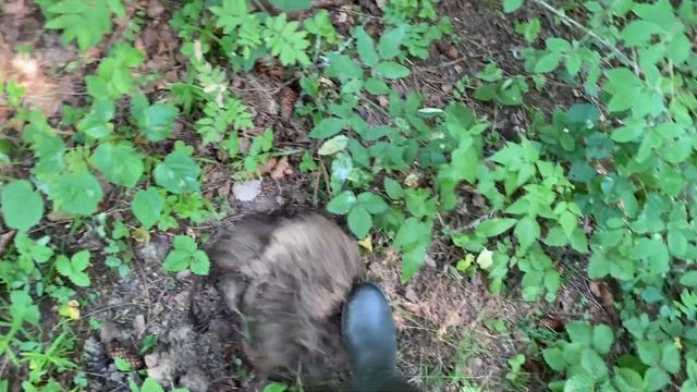 В поисках старого парка. Кладоискатели. смотреть онлайн