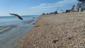 Отличная Вечёрка на Пиленгаса с друзьями у моря🎣🔥