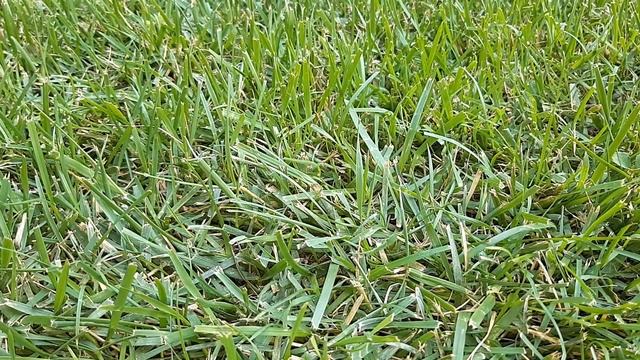 🔱ТАРО ПРОГНОЗ НА НЕДЕЛЮ С 26 ИЮЛЯ ПО 1 АВГУСТА🔮 #SHORTS #таропрогнознанеделю #тароонлаин #гадание смотреть онлайн