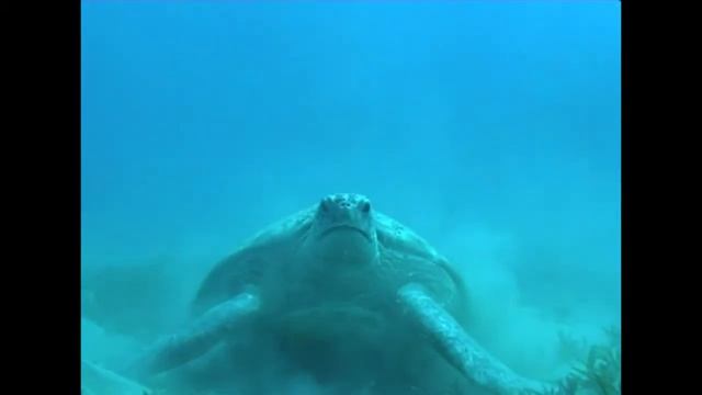 Marsa Mubarak Trip смотреть онлайн