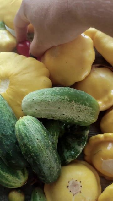 Большой урожай мини патиссонов.Запасы на зиму!!!#short #shorts #shortvideo #shortsvideo смотреть онлайн