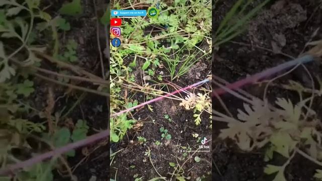 Feral Roots Homestead Homesteading,small scale farming, picking purple cosmos carrots смотреть онлайн