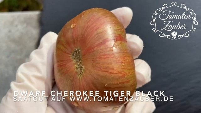 Dwarf Cherokee Tiger Black Tomate - Tomatenzauber.de
