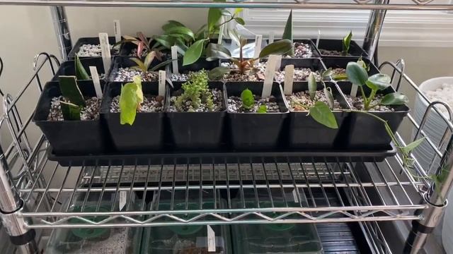 What's Growing? Houseplant Propagation Philodendnron Hoya Sansevieria Mars Hydro Grow Light смотреть онлайн