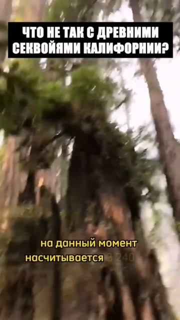 Уникальные кадры древних секвой Калифорнии. Шокирующие гипотезы. Куда они исчезли по всему миру? смотреть онлайн