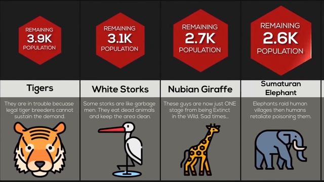 Comparison: Endangered Animals смотреть онлайн