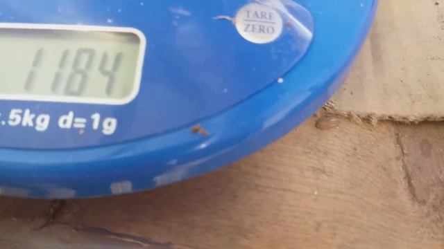 Кобб 500- 21 сутки,взвешиваем и переселяем на ПМЖ. смотреть онлайн