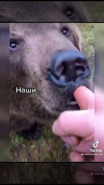 #россия#медведь#россия#америка смотреть онлайн