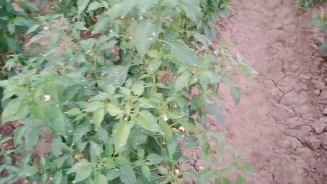 how to manage Mirchi garden in summer season pesticide management #chilli #trips смотреть онлайн