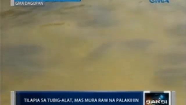 Bagong uri ng tilapia na pwede sa tubig-alat, na-breed ng BFAR смотреть онлайн