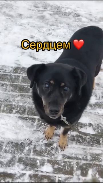 Symiko.ru | Собака Марс ищет дом. Отдаем бесплатно. Собака в дар в добрые руки.