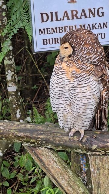 Burung Hantu lagi tidur смотреть онлайн