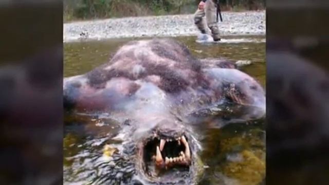 5 загадочных существ на фото смотреть онлайн