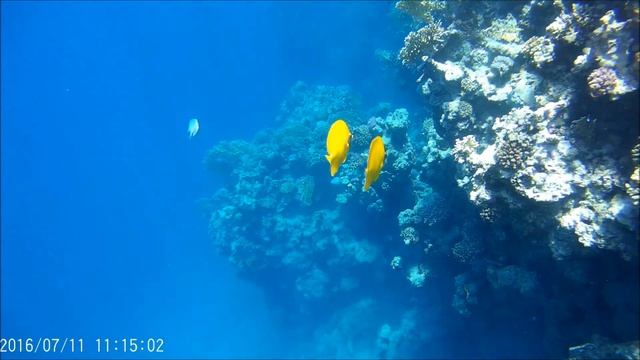 Egipt 2016 Marsa Alam Zatoka Hotelu Oriental Bay смотреть онлайн