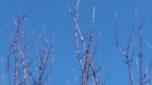 2.ч. // ГОЛУБИ // ВИТЯ ЗУБНИК В ГОСТЯХ.У КОРНЕЕВСКОГО.В.П. Т-89185018662. Г. ВОЛГОДОНСК // смотреть онлайн