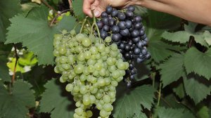 Виноград во Владимирской области 3 часть. Нормирование побегов винограда.