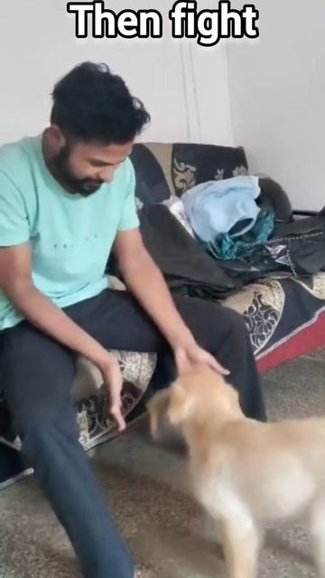 Strength training with Golden retriever #shorts #ytshort #gym #workout #motivation #dog #doglover смотреть онлайн