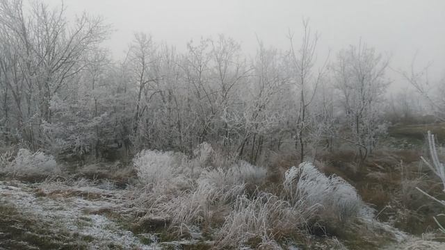 Зима VID_20250116_160716