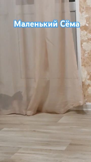 #котсемён #маленькийкотенок#прикольноевидео #котикинарокотики #котёнок #черныйкот смотреть онлайн