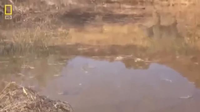 Ep9★National Geographic Documentary★ Prehistoric Predators : Razor Jaws смотреть онлайн