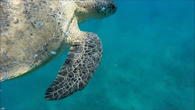 Hilton Marsa Alam Nubian Resort, october 2018 смотреть онлайн