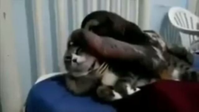 Кот и ленивец смотреть онлайн