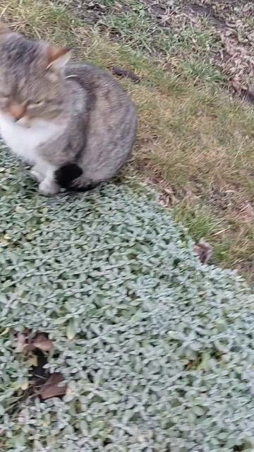 Познает высоту#cat #2023 #зимакаквесна смотреть онлайн