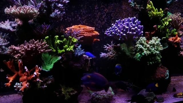 300 Gallon Update | WD Acro Prep | Coral Growth Race To The Top смотреть онлайн