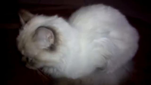 AISHA ,LA PIU BELLA GATTINA DI5MESI DEL MONDO;) смотреть онлайн