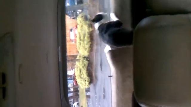 Dog chasing windshield wiper смотреть онлайн