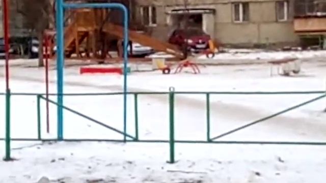 Смешные собачки на которых можно смотреть часами смотреть онлайн