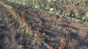 Возвратные заморозки 05.05.2024г. Шок ущерб.