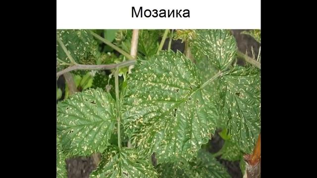 Малина. Болезни и меры борьбы с ними смотреть онлайн
