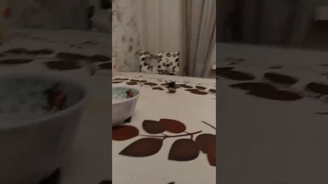 Лунное затмение века! смотреть онлайн
