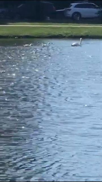 Черепаший домик на водоеме #shorts #черепашки смотреть онлайн