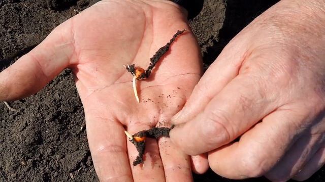 Порівнюємо строки сівби кукурудзи 10 і 20 квітня. Найкращий час для посіву 2021. смотреть онлайн