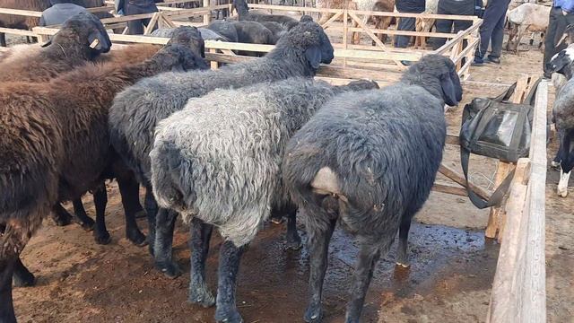 СОВЛИКЛАР НАРХЛАРИ ОПТОМ БОБ КЕТДИ смотреть онлайн