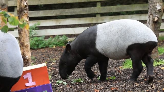 Malayan tapir Maya celebrates first birthday смотреть онлайн