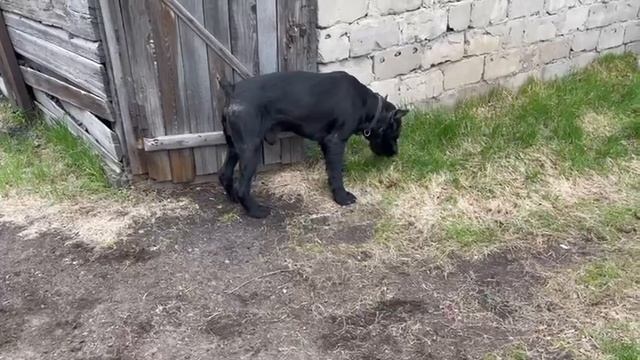 Выпас.Кара-Даг и Тата. Казахстан. 2..05.24. сын РК Урсола и дочь Р К Сатурна 3 г. смотреть онлайн