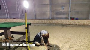 ЗАМБА ИЗ ПОМЕСТЬЯ БОГОВИК щенок немецкой овчарки (5 месяцев)