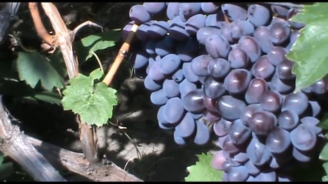 Виноград Бруно  (Bruno Grapes)