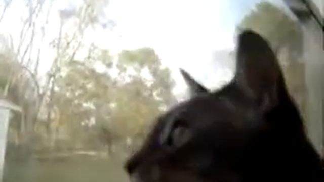 Как говорят коты с другой планеты/ As they say cats are from another planet смотреть онлайн