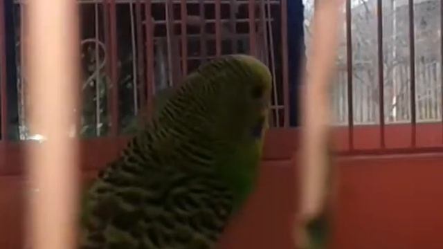 Новая падруга кешы венера