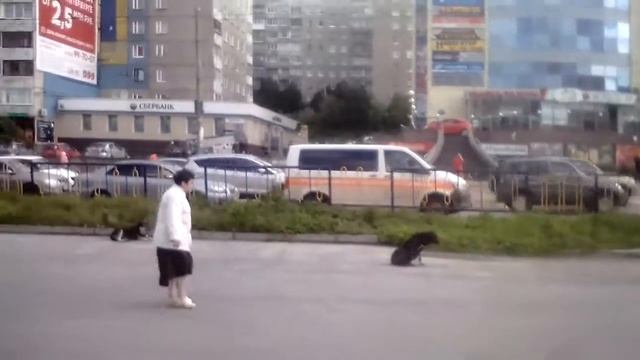 КТМ собаки 3 смотреть онлайн