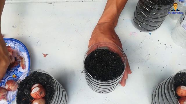 How to grow red onion in a bottle Of pure water at home смотреть онлайн