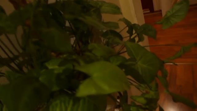 Слова, что ты не скажешь (кавер) исп. виртуальный дуэт " Созвездие Чувств". Автор клипа Л. Лыкум смотреть онлайн