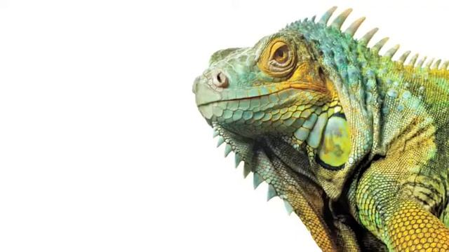 StriVectin SD Serisi смотреть онлайн