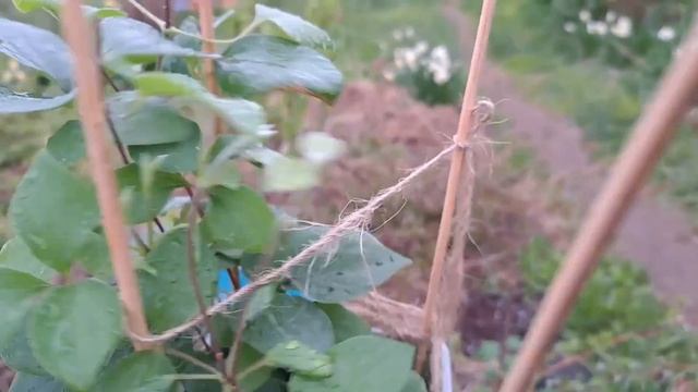 Посылка с клематисами. Питомник 