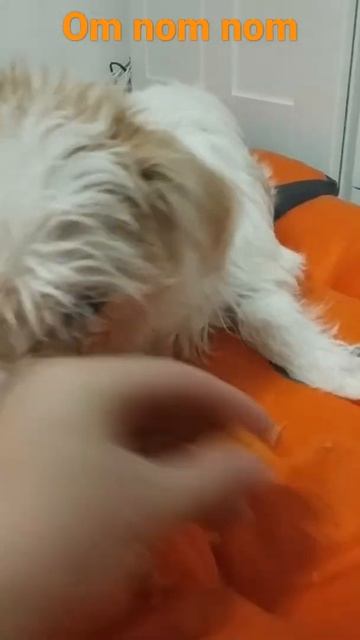 Наш щенок Бадди помесь зайца со свинкой) смотреть онлайн