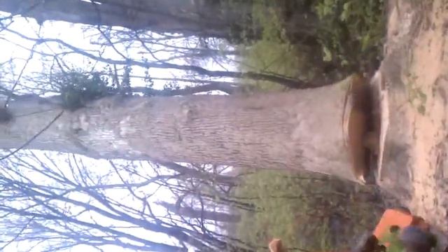 Stihl 660 vs. Four foot dia. Oak смотреть онлайн